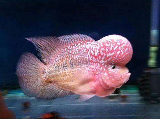 如何調(diào)控魚缸內(nèi)的酸堿度：自然調(diào)節(jié)魚缸酸堿度的方法