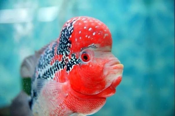 如何調(diào)控魚缸內(nèi)的酸堿度：自然調(diào)節(jié)魚缸酸堿度的方法