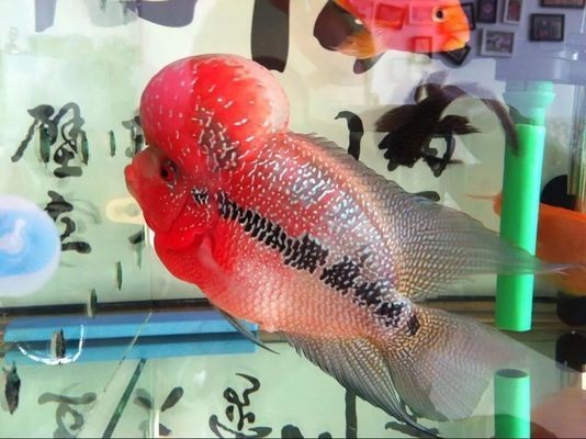 如何調(diào)控魚缸內(nèi)的酸堿度：自然調(diào)節(jié)魚缸酸堿度的方法