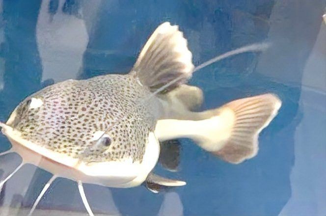 紅尾鯰魚狗仔鯨