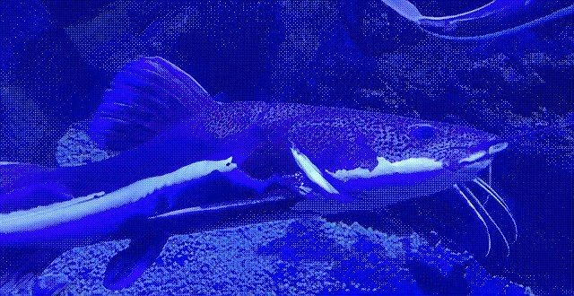 紅尾鯰魚狗仔鯨
