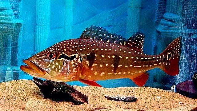 帝王三間魚怎么養(yǎng) 帝王三間魚怎么養(yǎng) 龍魚論壇 第4張