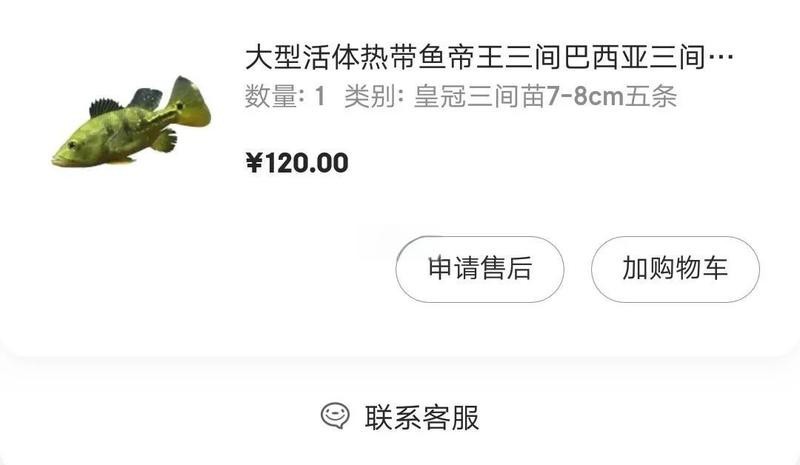 帝王三間魚怎么養(yǎng) 帝王三間魚怎么養(yǎng) 龍魚論壇 第6張