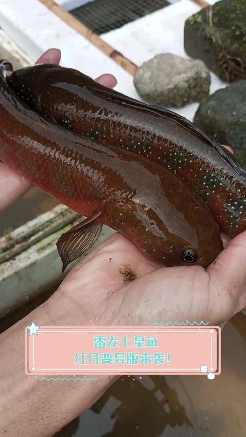 七星魚(yú)跟雷龍魚(yú)圖片對(duì)比