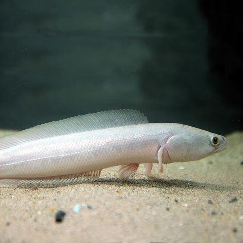 七星魚(yú)跟雷龍魚(yú)圖片對(duì)比