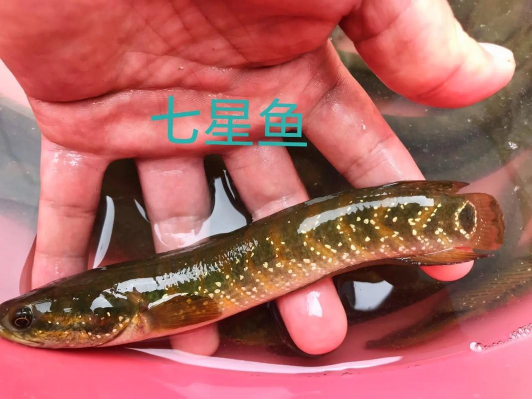 七星魚跟雷龍魚圖片對比