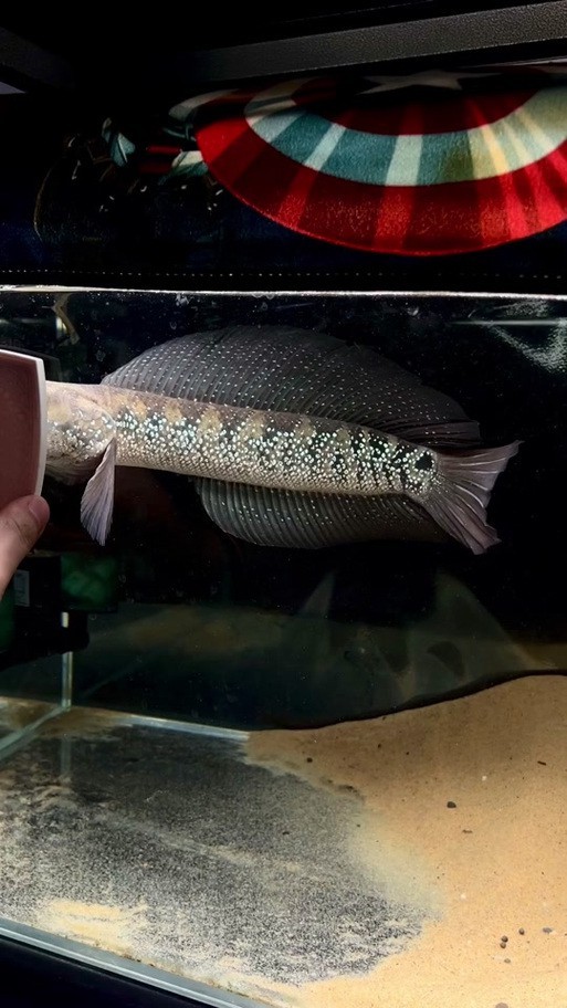 七星魚跟雷龍魚圖片對比