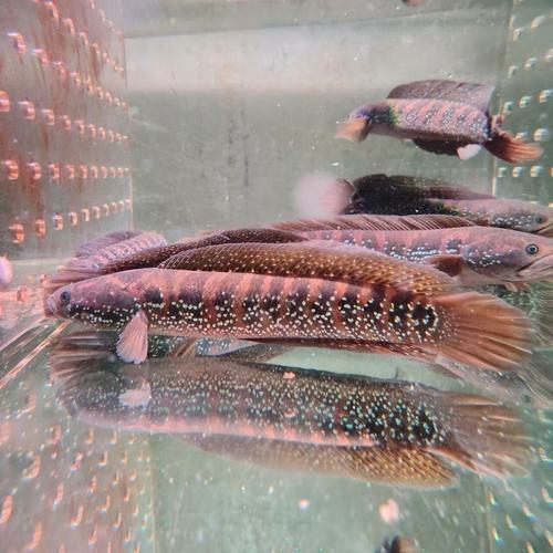 七星魚跟雷龍魚圖片對比