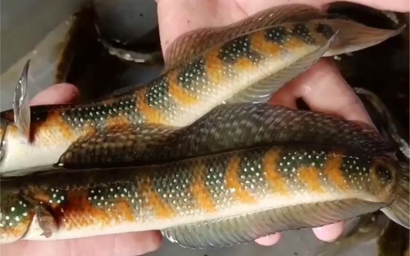 七星魚跟雷龍魚圖片對比