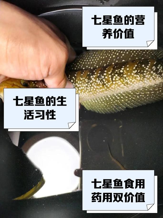 七星魚跟雷龍魚圖片對比