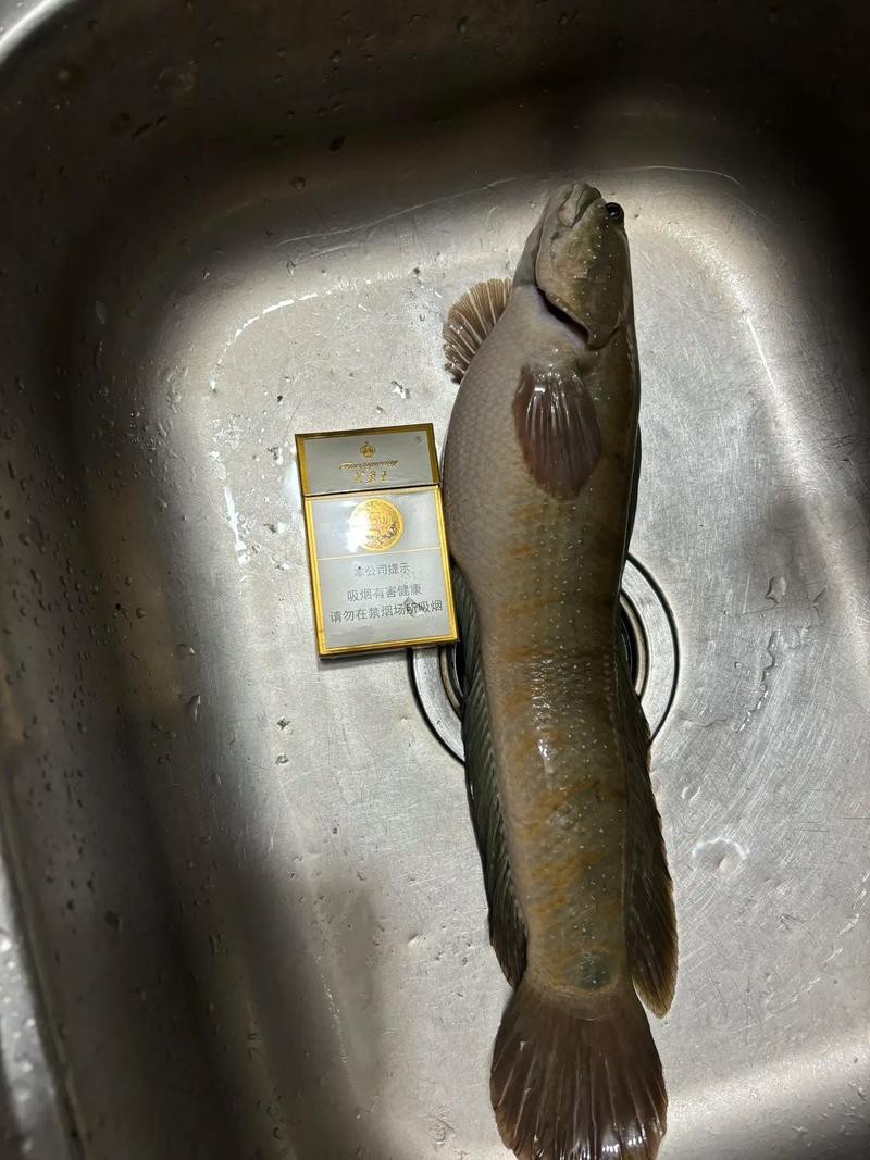 七星魚跟雷龍魚圖片對比