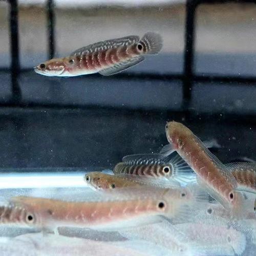 七星魚跟雷龍魚圖片對比