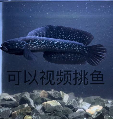 七星魚跟雷龍魚圖片對比