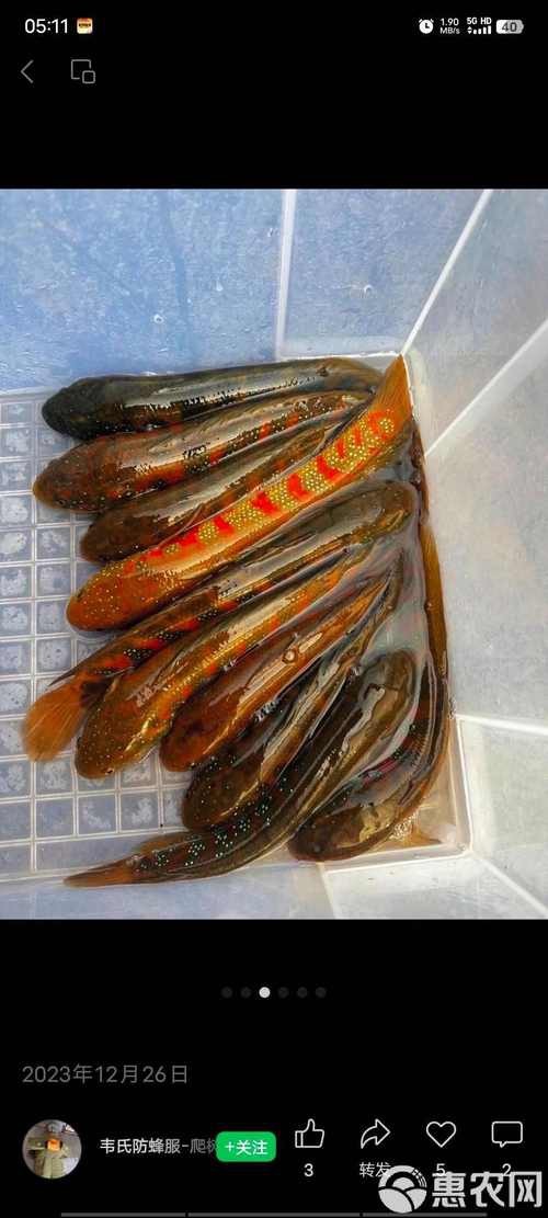 七星魚跟雷龍魚圖片對比