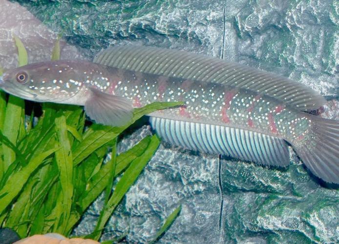 七星魚跟雷龍魚圖片對比