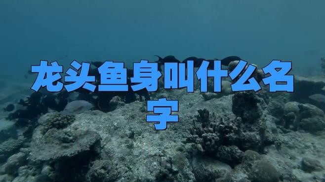 還有哪些動物具有龍頭魚身特征？