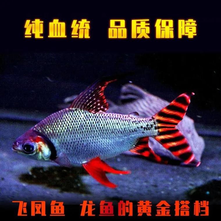 飛鳳魚直紋和斜紋圖片