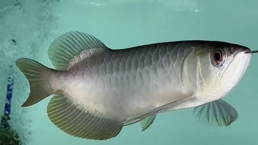給我?guī)讖堖^背金龍魚的圖片