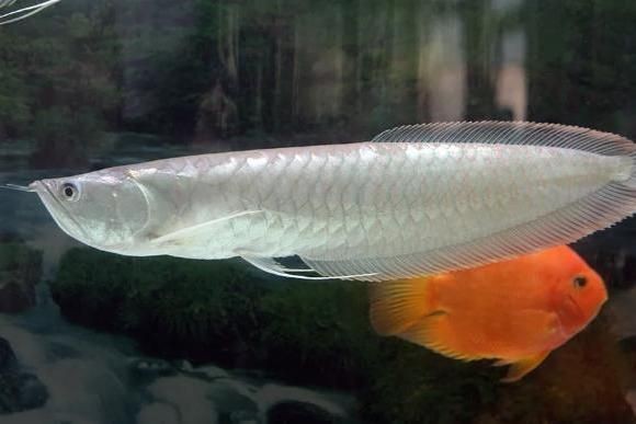 龍魚怎么判斷公母：龍魚性別鑒定誤區(qū)解析