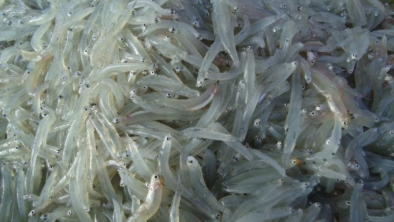 銀龍魚可以吃嗎