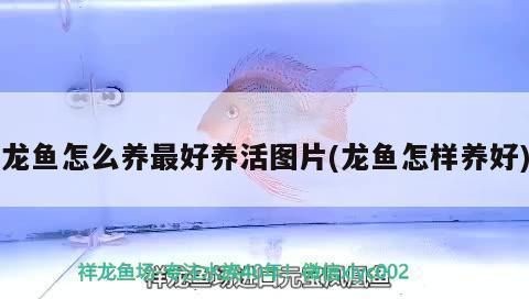 龍魚好養嗎龍魚怎么養活：冬季龍魚養殖技巧和注意事項，冬季龍魚養殖技巧
