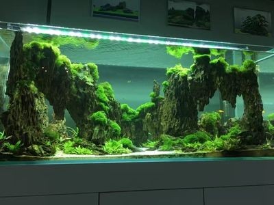 廣州魚缸造景培訓學校主要提供水草造景方面的培訓課程：廣州魚缸造景培訓學校主要提供水草造景方面的培訓