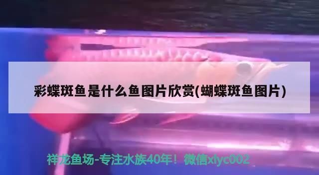 雪龍魚專用飼料配方：自制雪龍魚飼料的保存方法 雪龍魚專用飼料配方：自制雪龍魚飼料的保存方法 龍魚百科 第4張