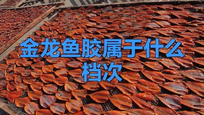 石家莊金龍魚做菜怎么樣呀