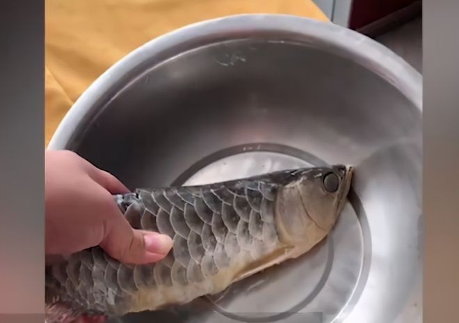 石家莊金龍魚做菜怎么樣呀