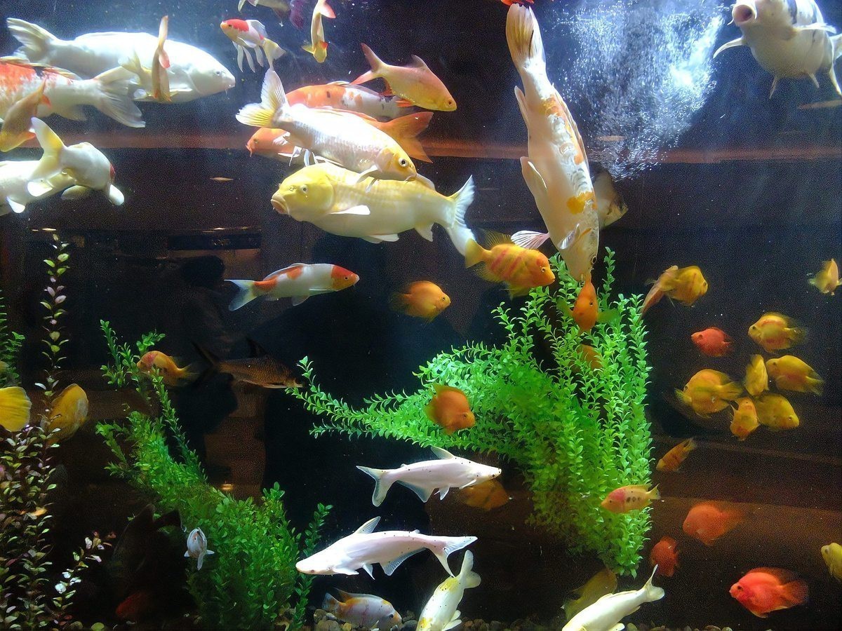 什么人不能養招財貓魚