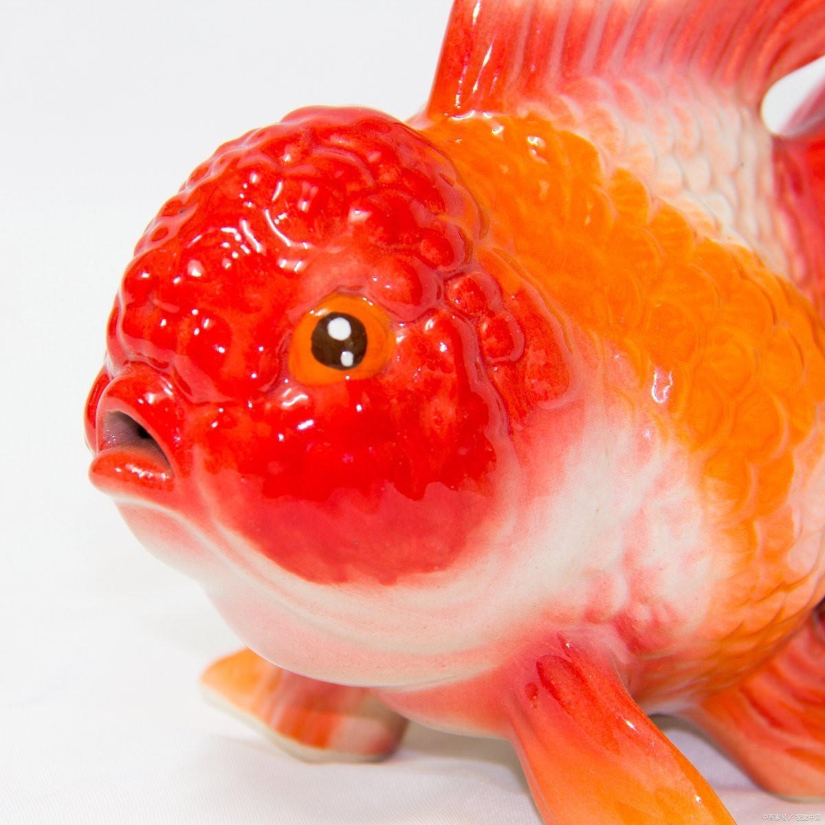 什么人不能養招財貓魚