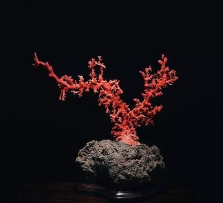 紅海魚缸的價值解析：紅海魚缸價格貴不貴？