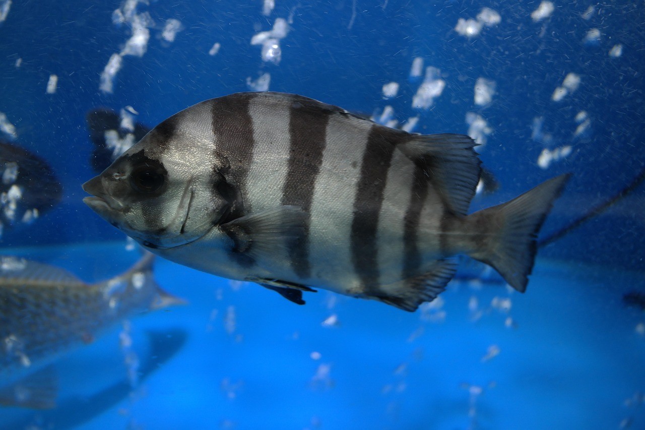 黑桃a魚兇猛嗎