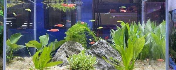 魚缸生態(tài)系統(tǒng)揭秘魚缸生態(tài)系統(tǒng)揭秘魚缸水質(zhì)管理攻略：養(yǎng)魚新手入門指南