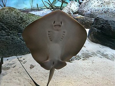 鲼魚魟魚鰩魚的區(qū)別