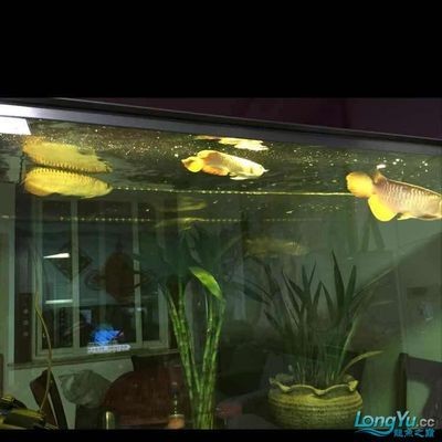 虎魚和龍魚混養數量：混養虎魚和龍魚的具體數量