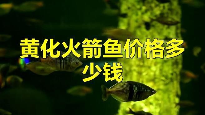 皇家火箭魚多少錢一只