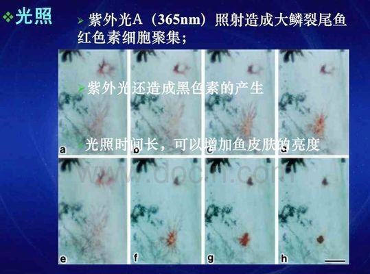 龍魚變色：龍魚變色是一個復雜的過程 龍魚變色：龍魚變色是一個復雜的過程 龍魚百科 第1張