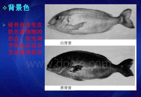 龍魚變色：龍魚變色是一個復雜的過程 龍魚變色：龍魚變色是一個復雜的過程 龍魚百科 第5張