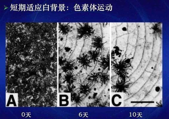 龍魚變色：龍魚變色是一個復雜的過程 龍魚變色：龍魚變色是一個復雜的過程 龍魚百科 第4張