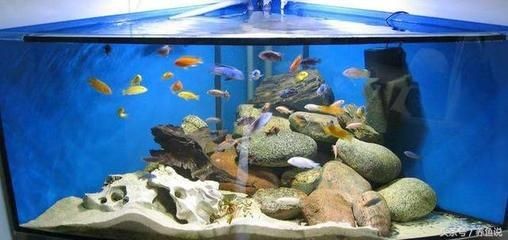 魚缸好看（如何選擇一個好看的魚缸）