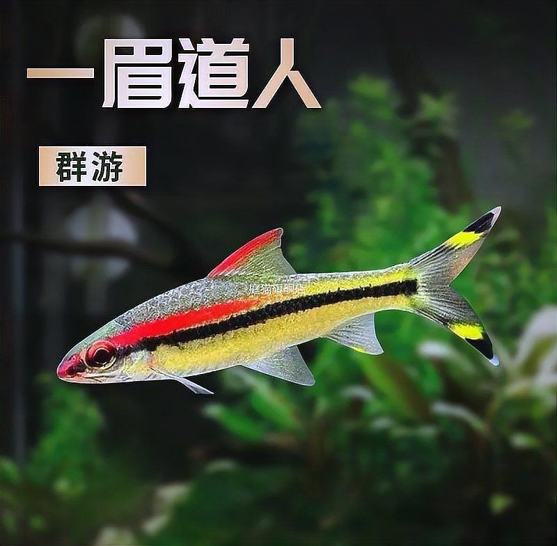 紅線黑影道人拉丁名 紅線黑影道人拉丁名 龍魚論壇 第1張