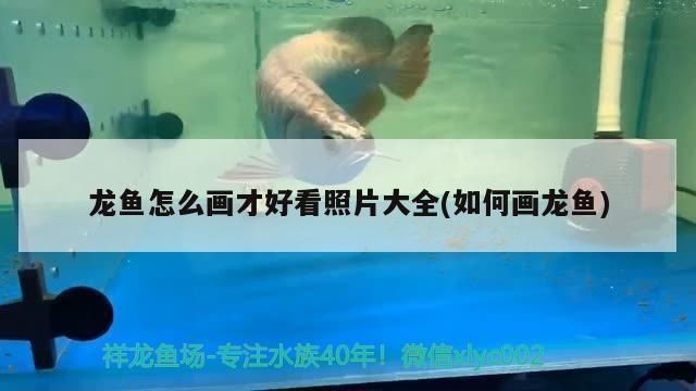 龍魚怎么畫？：龍魚的繪畫技巧