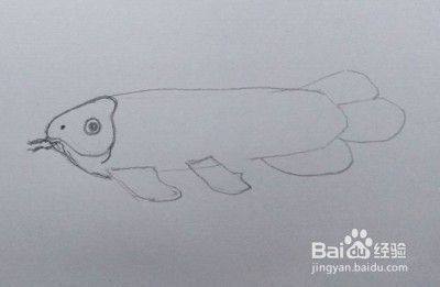龍魚怎么畫？：龍魚的繪畫技巧