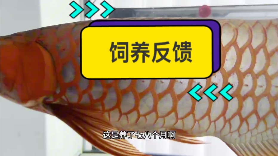 北京于總飼養反饋視頻！ 魚友們，你們要的超冠F2關燈視頻來啦?? @聚龍濤 #萬隆天王紅龍 #龍魚 #紅龍 #觀賞魚