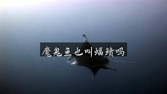 蝠鲼和魔鬼魚的區別