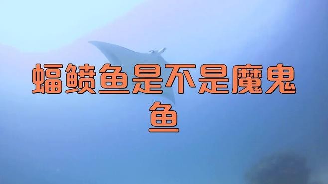 蝠鲼和魔鬼魚(yú)的區(qū)別