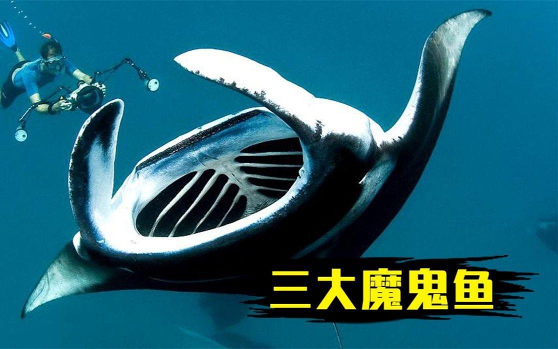 蝠鲼和魔鬼魚的區別