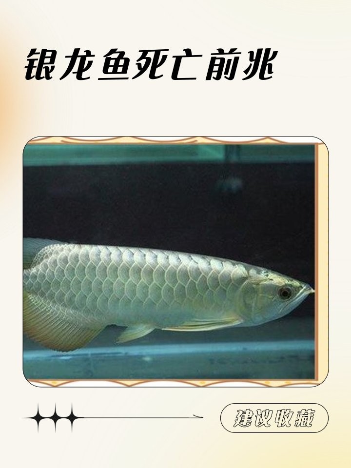 詳細(xì)閱讀:銀龍魚(yú)死亡前有哪些征兆? 銀龍魚(yú)死亡前有哪些征兆?