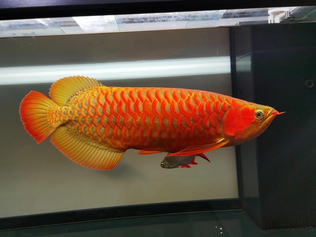 能推薦一些紅龍魚背景板圖片嗎？